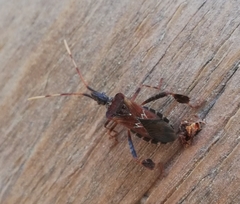 Leptoglossus clypealis