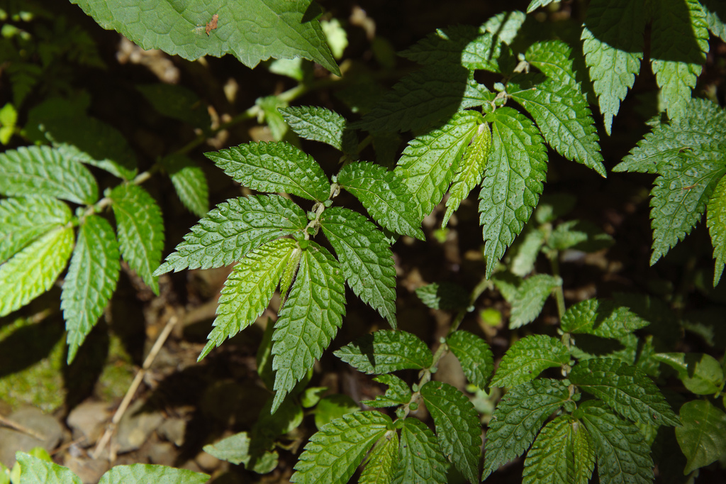 Elatostema parvum (Elatostema parvum)