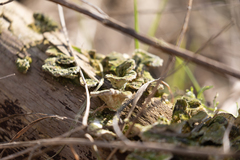 Trametes versicolor