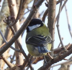 Parus major