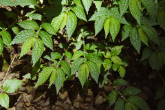 Elatostema parvum