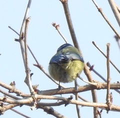 Cyanistes caeruleus