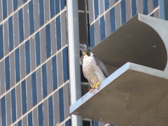 Falco peregrinus