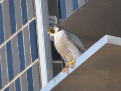 Falco peregrinus