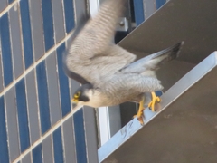Falco peregrinus