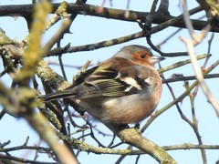 Fringilla coelebs