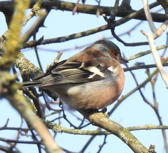 Fringilla coelebs
