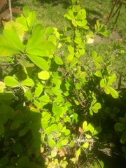 Euphorbia splendens
