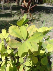 Euphorbia splendens