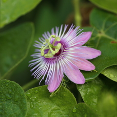 Passiflora