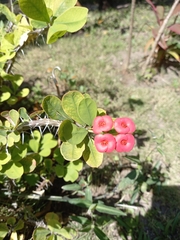 Euphorbia splendens