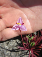 Tripogandra angustifolia