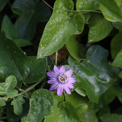 Passiflora