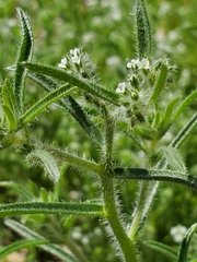 Johnstonella angustifolia