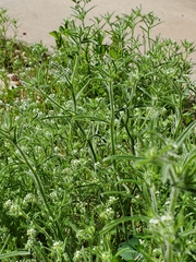 Johnstonella angustifolia