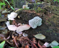 Hypomyces tremellicola