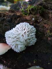 Hypomyces tremellicola