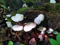 Hypomyces tremellicola