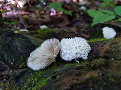 Hypomyces tremellicola