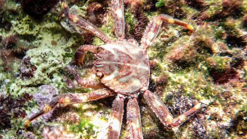 Nimble Spray Crab, Ionian Islands, Peloponnese, Western Greece and the Ionian Islands, Greece, photo 10 of 10
