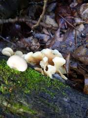 Hohenbuehelia angustata