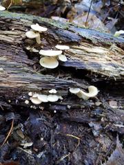 Hohenbuehelia angustata