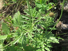 Scabiosa lucida barbata