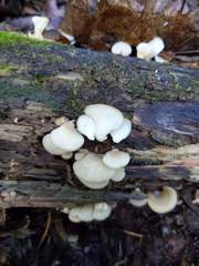 Hohenbuehelia angustata