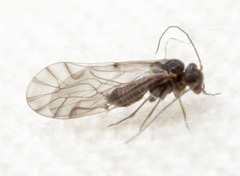 Lachesilla nubilis