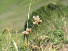 Antennaria carpatica