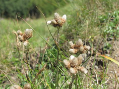 Antennaria carpatica