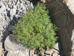 Galium bellatulum
