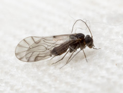 Lachesilla nubilis