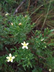 Menodora integrifolia