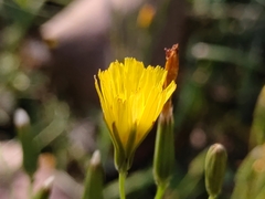 Ixeris chinensis