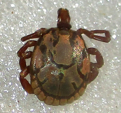 Amblyomma hebraeum