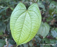 Dioscorea polyclados