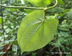 Dioscorea polyclados