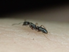 Hypoponera opaciceps