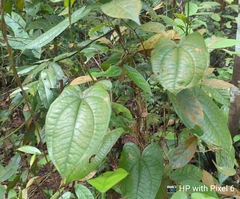 Dioscorea polyclados