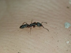 Hypoponera opaciceps