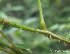 Dioscorea polyclados
