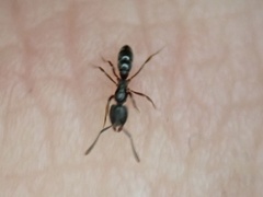 Hypoponera opaciceps