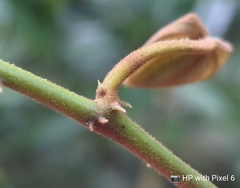 Dioscorea polyclados