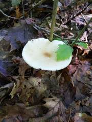 Melanoleuca alboflavida