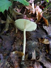 Melanoleuca alboflavida