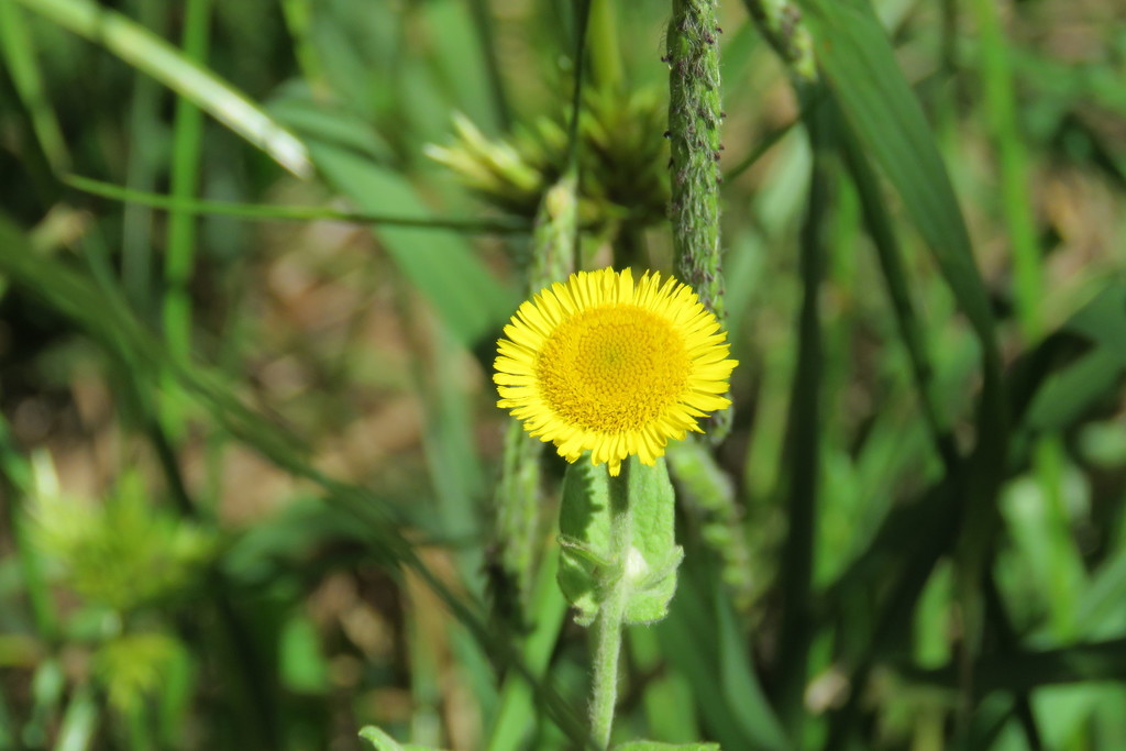 Fleabane