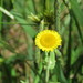 Fleabane - Photo (c) Anne McLeod, some rights reserved (CC BY-NC), uploaded by Anne McLeod