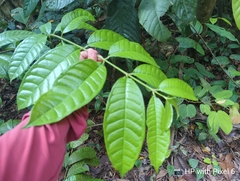 Strophanthus caudatus