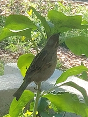 Passer domesticus